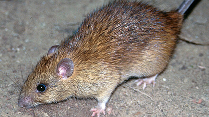 Illustration Non à l’intimidation !